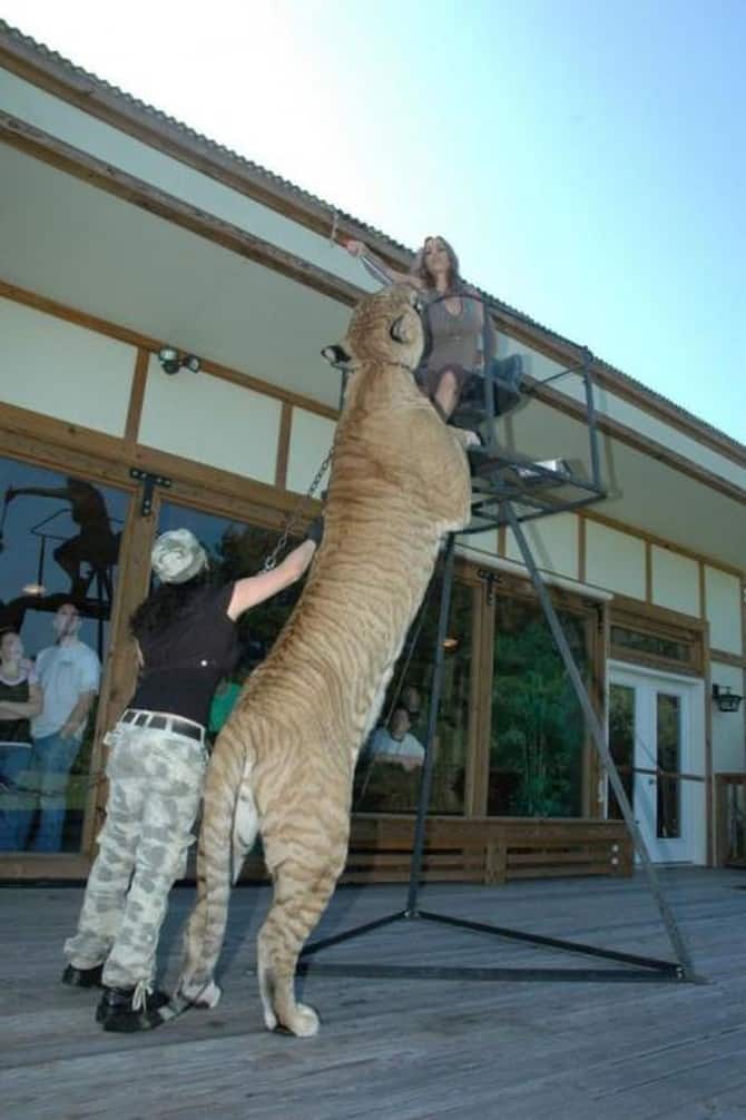 Лигр - самая большая кошка в мире