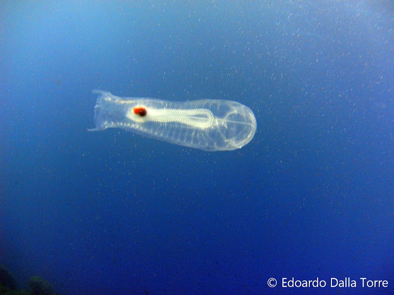 Прозрачное морское существо – Сальпа Маджоре