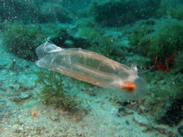 Прозрачное морское существо – Сальпа Маджоре